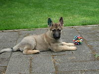 Dodger